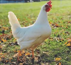 <p>Leghorn</p>