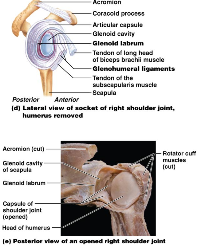 <ul><li><p>Wedge-shaped structures typically located at the outer margins of ball-&amp;-socket joints (hip &amp; shoulder joints)</p></li><li><p>Made of fibrocartilage</p></li><li><p>Enlarges the articulating surfaces of the joints → deepens the joint socket &amp; ^ the contact SA b/w the articulating bones</p></li></ul><p></p>