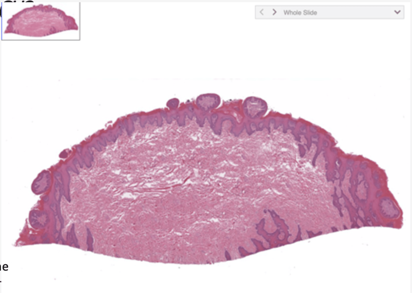 <p>Identify the organ</p>