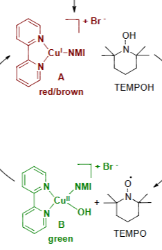 <p>Attached are 4 molecules what gets reduced and what gets oxidized</p>
