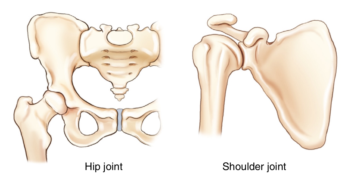 <p>what movement are these joints?</p>