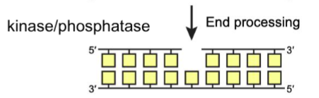<p>End processing</p>