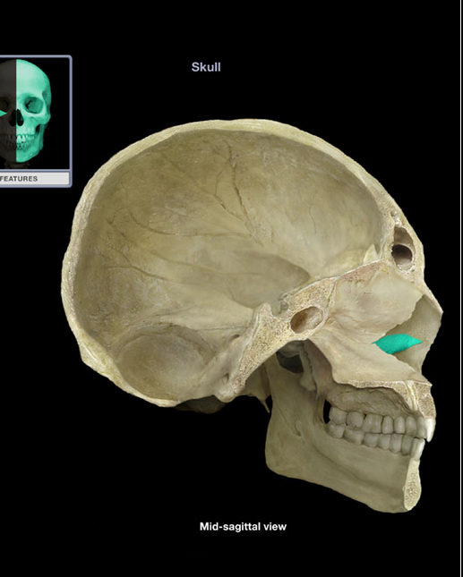 <p>Inferior nasal concha</p>