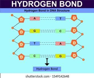 <p>covalent bonds everywhere (shared electrons) with 2 hydrogen bonds between A and T and 3 hydrogen bonds between C and G</p><p></p>