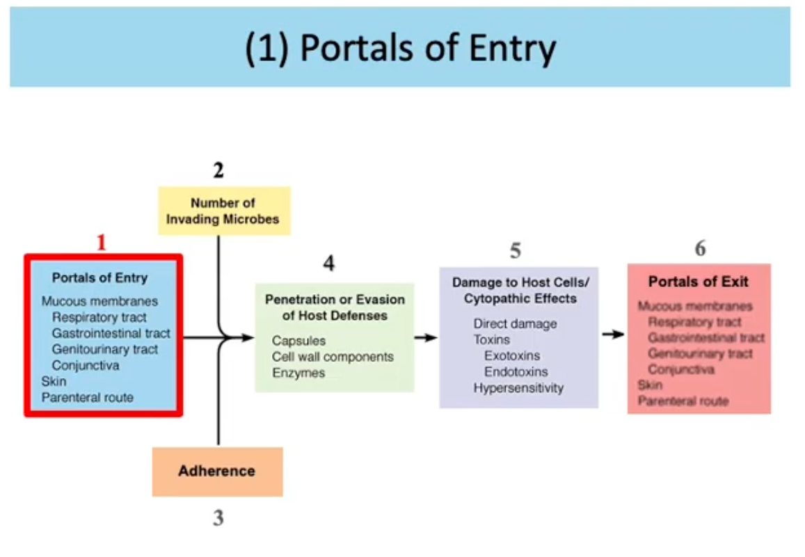 <p>Portals of Entry: Mucous membranes, Respiratory (inhalation)/Gastrointestinal(food/water)/Genitourinary(Sexual intercourse) tract, Conjunctiva, Skin (cut, bug bites), Patenteral Route</p><p>Site/Mechanisms by which a pathogen enters a host. Provides site where pathogen grows/multiplies.</p><p>Not always where infection happens. Some pathogens spread and disseminate in a host</p><p><strong>Do not show site of infection</strong></p>