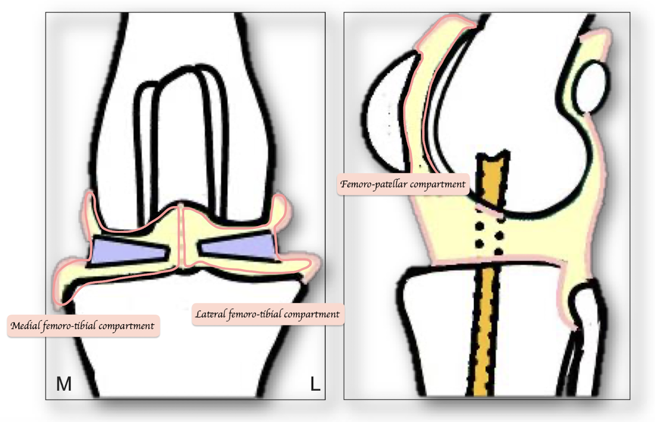 <ul><li><p>Femoro-patellar</p></li><li><p>Medial femoro-tibial</p></li><li><p>Lateral femoro-tibia</p></li></ul><p></p>
