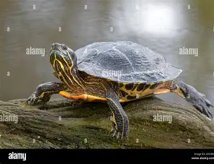 <p>bright yellow belly; yellow stripes on head; black spots on underside of marginal scutes</p>