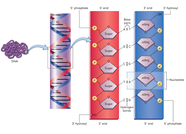 <p>Deoxyribonucleic acid. Made of deoxyribonucleotides</p><ul><li><p>double-helix and double-stranded with <mark data-color="purple" style="background-color: purple; color: inherit;">complementary nitrogenous bases</mark></p><ul><li><p><mark data-color="yellow" style="background-color: yellow; color: inherit;">Adenine «» Thymine</mark></p><ul><li><p>paired by <strong>2 hydrogen bonds</strong></p></li></ul></li><li><p><mark data-color="yellow" style="background-color: yellow; color: inherit;">Cytosine «» Guanine</mark></p><ul><li><p>paired by <strong>3 hydrogen bonds </strong>; stronger bond</p></li></ul></li></ul></li></ul><ul><li><p>melting/denaturing separates strands</p></li></ul><ul><li><p><strong><mark data-color="purple" style="background-color: purple; color: inherit;">antiparallel</mark></strong>: <mark data-color="yellow" style="background-color: yellow; color: inherit;">runs/grows in opposite directions</mark></p><ul><li><p>one strand runs from<mark data-color="blue" style="background-color: blue; color: inherit;"> 3’C to 5’C</mark></p></li><li><p>another runs opposite from <mark data-color="red" style="background-color: red; color: inherit;">5’ to 3’</mark></p></li><li><p><span style="color: rgb(145, 143, 143);"><u>note:</u> </span><code>‘</code><span style="color: rgb(145, 143, 143);"> or “prime” refers to attachments to [__]’s 5-carbon sugar/pentose backbone</span></p></li></ul></li></ul><p></p>