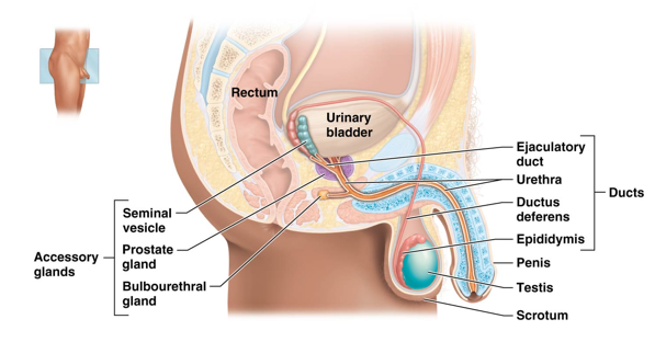<p>Consists of the penis, testis, and scrotum </p><ul><li><p>Accessory Glands include</p><ul><li><p>Seminal Vesicle</p></li><li><p>Prostate Gland</p></li><li><p>Bulbourethral Gland</p></li></ul></li><li><p>Ducts</p><ul><li><p>Ejaculatory Duct</p></li><li><p>Urethra</p></li><li><p>Ductus Deferens </p></li><li><p>Epididymis </p></li></ul></li></ul><p></p>