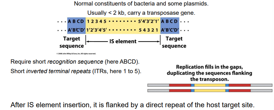 <ul><li><p><span><strong>The IS Element (The Guest):</strong> This is the actual mobile piece of DNA. It contains only the genes necessary for its own movement (the transposase enzyme) flanked by terminal inverted repeats. It does <em>not</em> contain the target sequence.</span></p></li><li><p><span><strong>The Target Sequence (The Host):</strong> This is the specific site on the host's bacterial chromosome where the IS element decides to land.</span></p></li></ul><p></p>