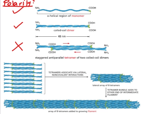 <p>proteins coil together, ropelike - <em>non</em>covalently:</p><ul><li><p>monomer = protein with alpha-helical central rod</p></li><li><p>2 monomers = coiled-coil dimer</p></li><li><p>2 dimers = nonpolar staggered antiparallel tetramer</p></li><li><p>8 tetramers = 1 filament (nonpolar)</p></li></ul><p></p>