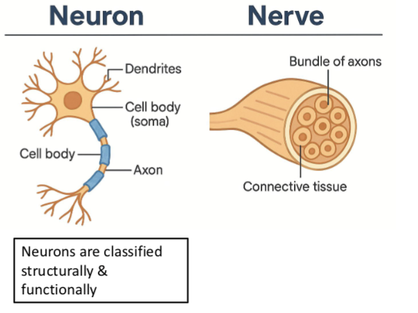 <p><span>Are neurons and nerves the same thing?</span></p>
