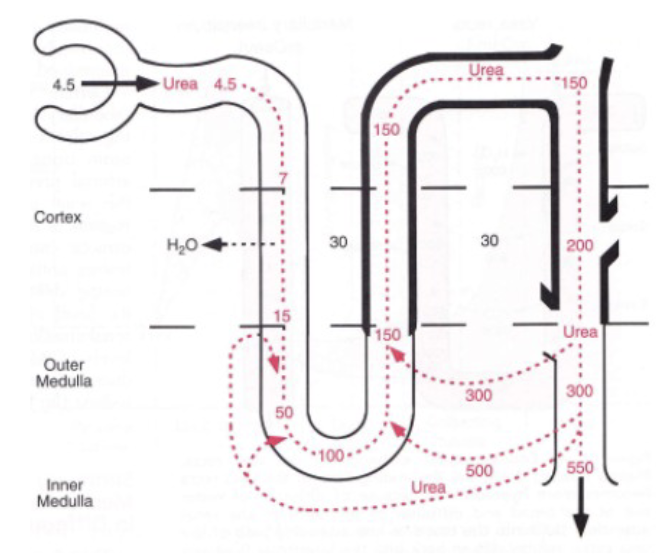 <ul><li><p>As fluid moves down the descending limb of the loop of Henle, the concentration of urea increases as water leaves into the interstitium, but then stabilizes as it enters the ascending limb and upper portion of the collecting duct</p></li><li><p>In the lower portion of the collecting duct in the inner renal medulla, the epithelial cells contain high levels of UT-A1 and UT-A3, which are transporters that allow urea to diffuse out of the collecting duct into the interstitial fluid</p></li><li><p>Once in the interstitium, some of the urea diffuses back into the thin segments of the loop of Henle (increasing urea concentration)</p></li></ul><p></p>