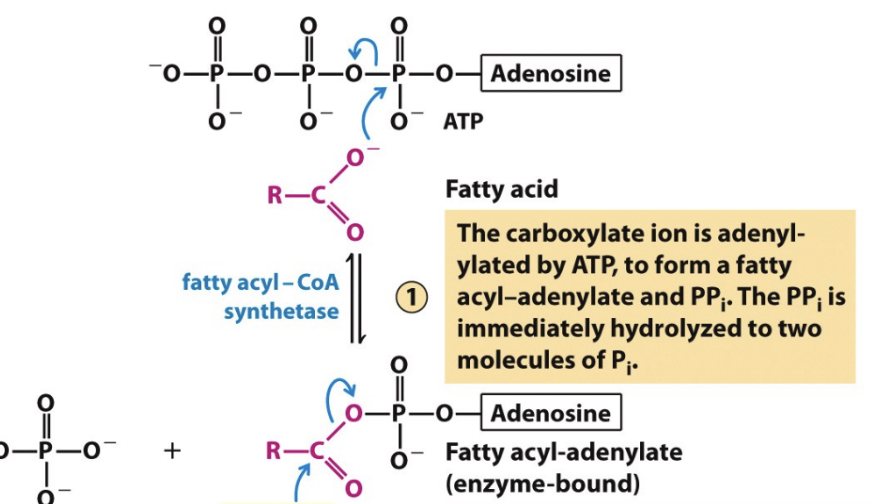 <p>How is a fatty acid converted to an enzyme-bound fatty acyl-adenylate?</p>