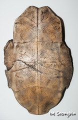 <p>In Chinese civilization, animal bones that were heated and the cracks then interpreted as prophecies; the prophecies were written on the bone and provide our earliest written sources for ancient China</p>