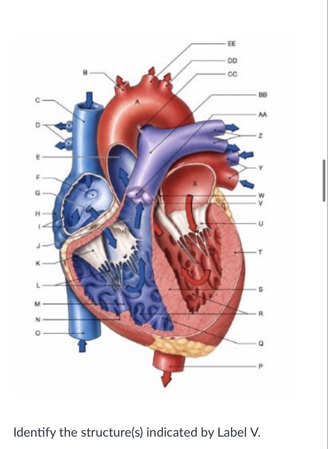 <p><span>Aortic valve</span></p><p><span>Tricuspid valve</span></p><p><span>Mitral valve</span></p><p><span>Pulmonary valve</span></p>