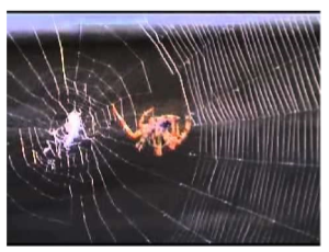 <ul><li><p>Inborn, goal-directed behavior that is characteristic of an entire species and <strong>unlearned</strong></p><ul><li><p>you’re born w/ certain desires (preprogrammed, not taught by parents) → ex. HUNGER [NATURE]</p></li></ul></li><li><p>doesn’t apply to higher desires like approval, grades, accomplishments because we aren’t born w/ these wants [NURTURE]</p></li></ul><p></p>