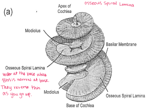 <p><mark data-color="yellow" style="background-color: yellow; color: inherit;">Hearing:</mark> Cochlea: Basillar membrane - <strong><u><mark data-color="purple" style="background-color: purple; color: inherit;">Tonotopically organised</mark></u></strong></p>