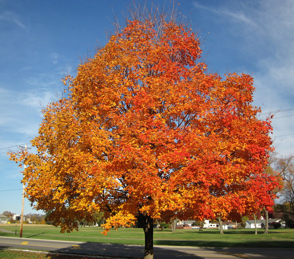 <p>Sugar Maple </p><ul><li><p>Broad + rounded </p></li><li><p>Shade tolerant </p></li><li><p>Not tolerant of salt, compaction, drought </p></li><li><p>Platey + fissured bark </p></li><li><p>Conical buds + imbricate - scales overlapping </p></li><li><p>Flower in early spring - fuzzy chartreuse  flowers </p></li><li><p>Lots of cultivars </p></li></ul><p></p>