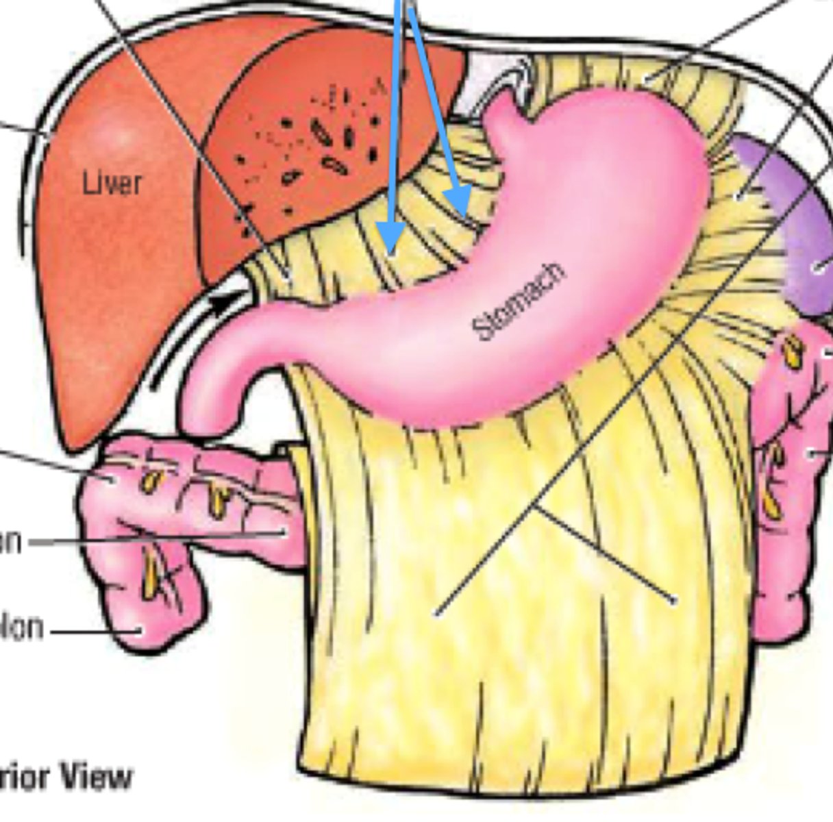 <p>double layer of peritoneum that connects the lesser curvature of the stomach to the liver, envelopes the porta hepatis</p><p>contains 2 ligaments: hepatogastric l. (liver--> lesser curvature of the stomach) and hepatoduodenal l. (liver--> superior duodenum)</p>