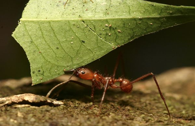 <p><span><span>worker ants provide vegetation for mold farms to grow, and in turn use the fungus as their food source</span></span></p>