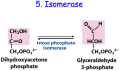 <p>Catalyze the transfer of groups within a molecule, with the effect of producing isomers</p>