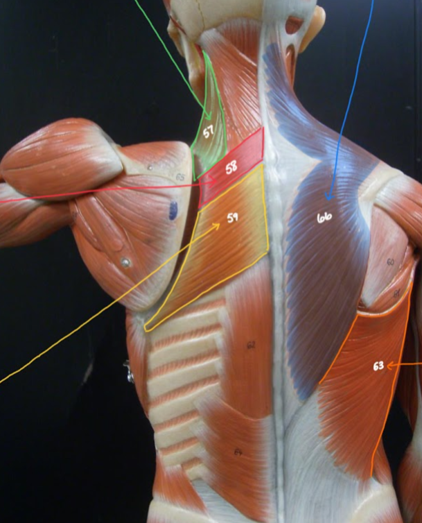 <p>Name the structure outlined in GREEN / 57</p>