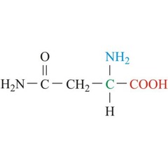 <p>Polar, Non-aromatic</p><p>Side chain: amide (The O double bond points down)</p><p>The side chain N does not gain or lose proteins</p><p>Asn</p><p>N</p>