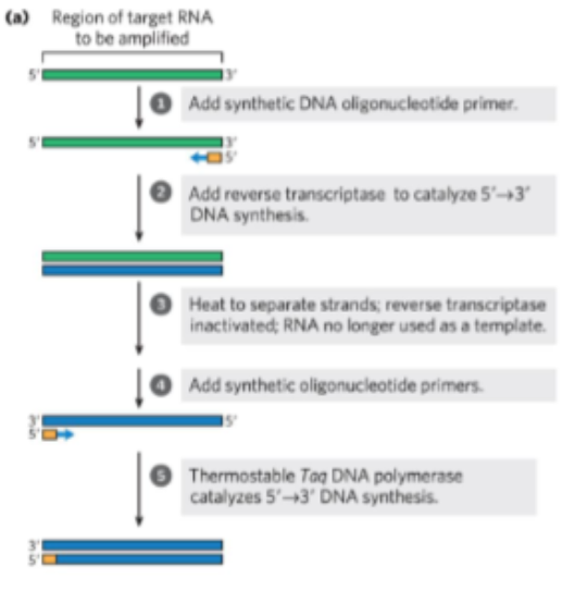 <ul><li><p><span style="background-color: transparent;"><strong>Isolate mRNA and convert to DNA</strong></span></p></li><li><p><em>Amount of DNA produced should correlate with mRNA levels.</em></p></li></ul><p></p>