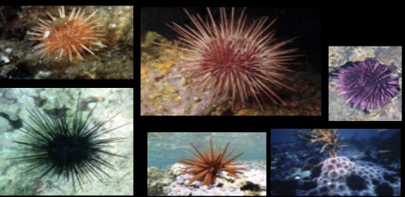 <p>radial symmetry, hemispheral shape, medium to long spines, tube feet, sea urchins</p>