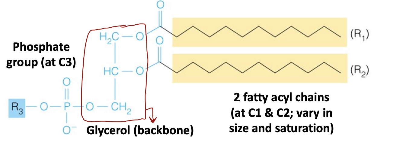 <p>Phosphate group at C3</p><p>1 Glycerol (backbone)</p><p>2 fatty acyl chains (1 at C1 and C2, vary in size/saturation)</p><p>R3 group (H or complex)</p><p>Amphipathic</p><p>Most abundant lipids in cell membranes</p>