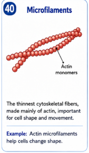 The thinnest cytoskeletal fibers. They are made mainly of actin and help with cell shape and movement. Example: Actin microfilaments help cells change shape.