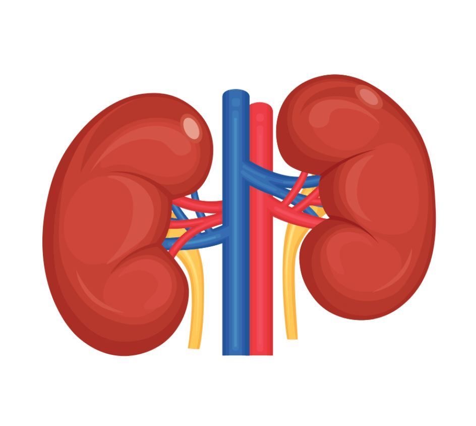 <p>the kidney</p>