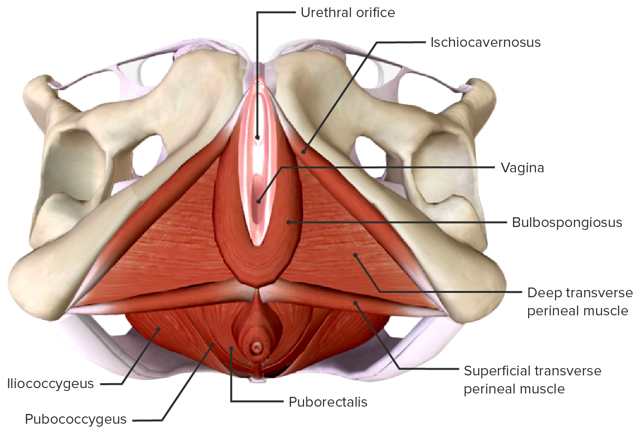 <ul><li><p>a paired, narrow muscular slip in the superficial perineal pouch that helps stabilize the perineal body (the central tendon of the perineum)</p></li></ul><p></p><p>origin → ischial tuberosity (medial surface) and the ramus of the ischium</p><p>insertion → the perineal body (the fibres of both muscles meet in the midline, interlace, and decussate/criss cross with the contralateral muscle, while also blending with the bulbospongiosus and external anal sphincter</p><p>action → bilateral contraction fixes and stabilizes the perineal body, providing structural support to the adjacent pelvic floor and perineal structures</p><p>innervation → perineal nerve (a branch of the pudendal nerve, S2-S4)</p><p>blood supply → perineal artery, a branch of the internal pudendal artery</p>