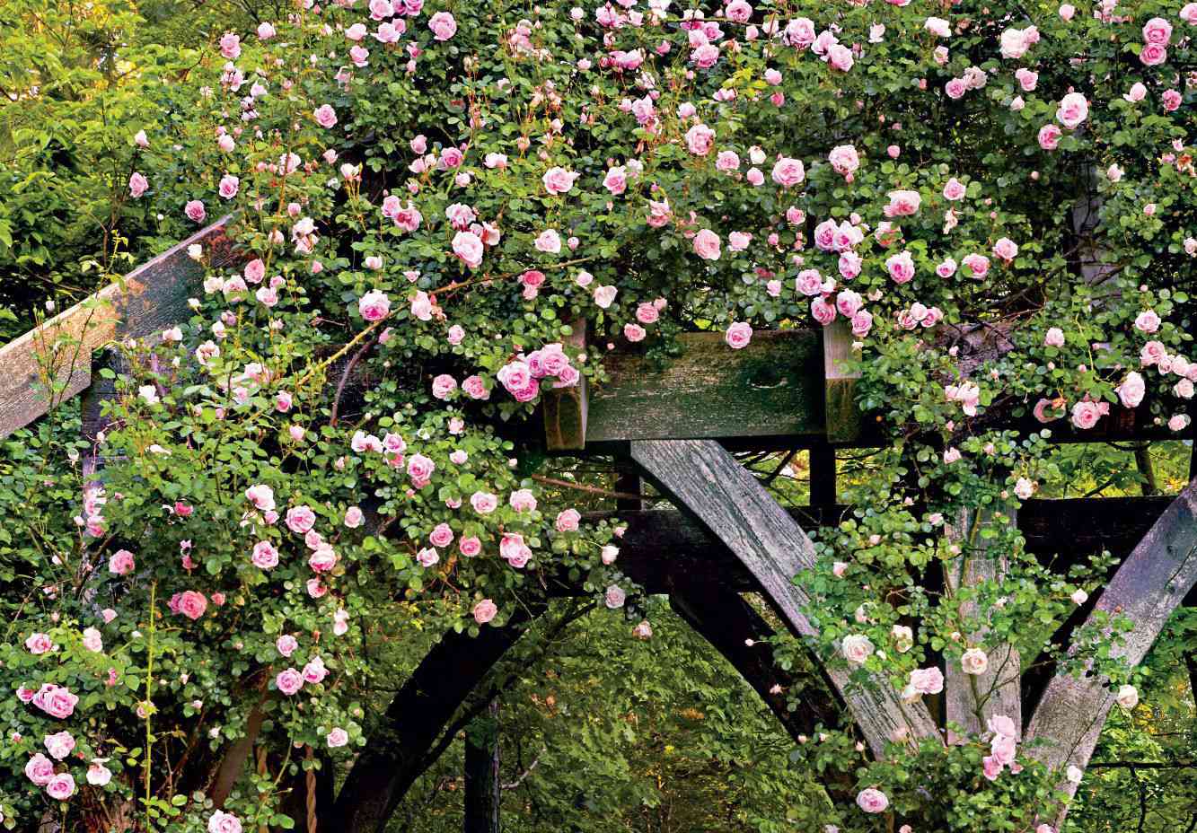 <p>wild rambling roses <span style="font-family: Calibri, sans-serif;">that grow wild along hedges.</span></p>