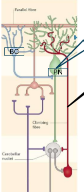 <ul><li><p>axons from the contralateral IO neurons</p></li><li><p>each mature Purkinje cell innervated by one climbing fibre</p></li><li><p>numerous synaptic contacts meaning large EPSP causing COMPLEX SPIKE (calcium dependent)</p></li></ul><p></p>