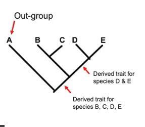 <ul><li><p>Shared characteristics are present in more than one lineage </p></li><li><p>Shared, derived characters indicate common ancestry </p></li><li><p>The out-group represents the lineage least closely related to other organisms</p></li></ul><p></p>