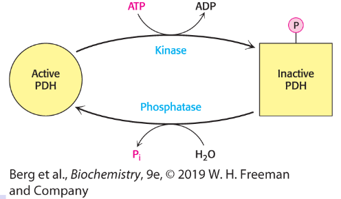 <p>Regulation of pyruvate dehydrogenase (PDH) by PTM</p>