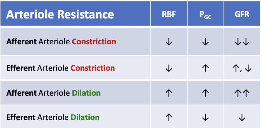 <p>What happens to glomerular filtration rate (GFR) when the afferent arteriole dilates?</p>
