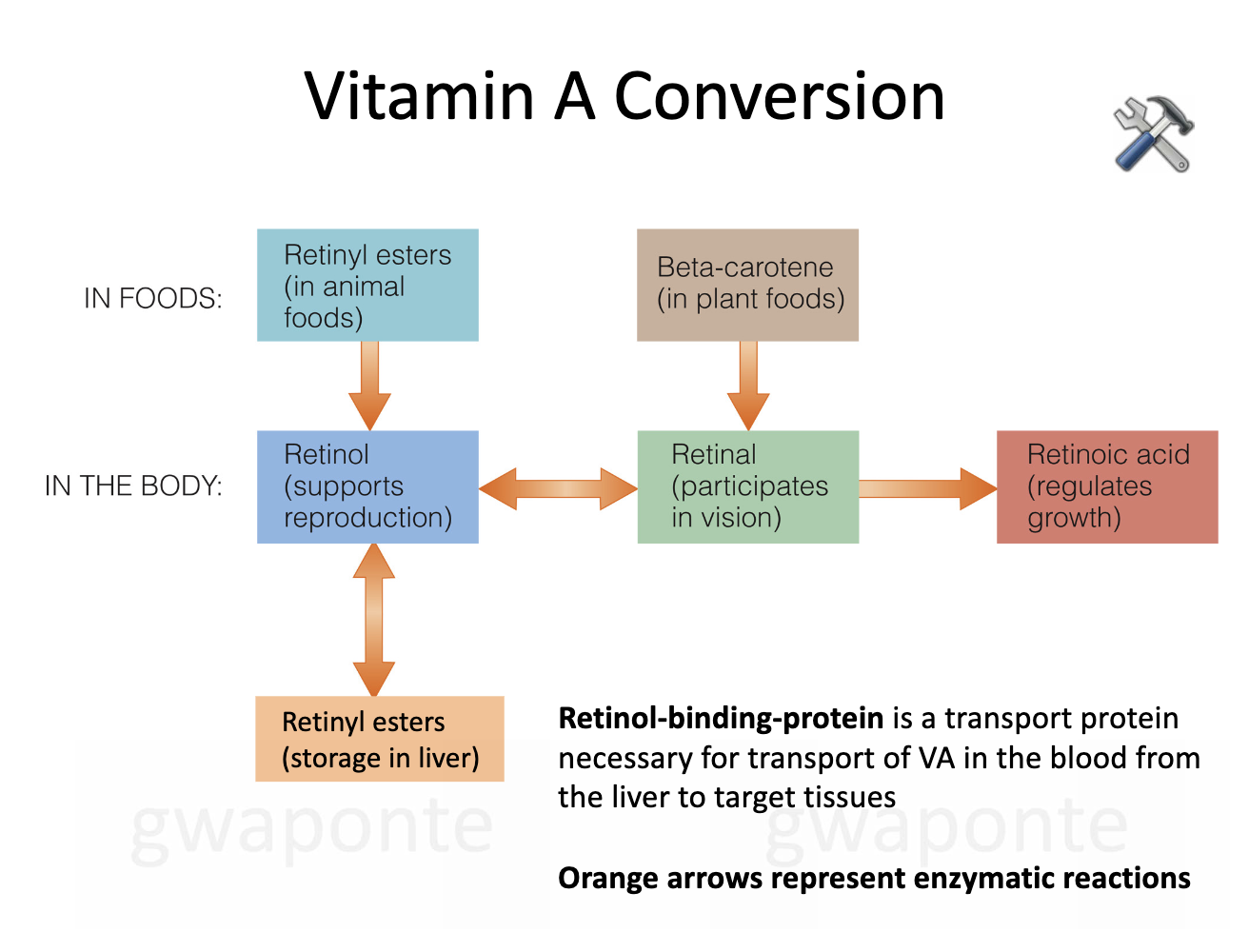 <p>In foods: retinly esters (in animal foods) and beta-carotene (in plant foods) </p><p>Moves to the body: retinol from retinyl to support reproduction and reinal from beta, and retinoic acids </p><p>Retinol makes retinyl esters to store in the liver. All from enzymatic reactions </p><p>Retinol-binding protein is a transport protein necessary for transport of VA in the blood from the liver to target tissues. </p>