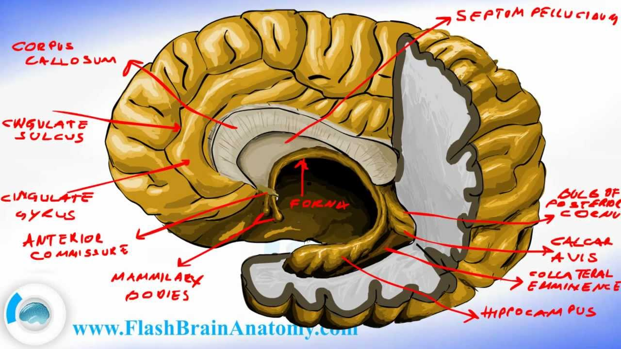 <p>limbic system</p>