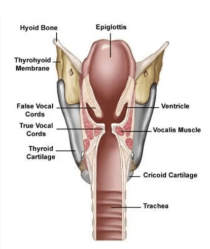 <p>Identify false vocal folds </p>