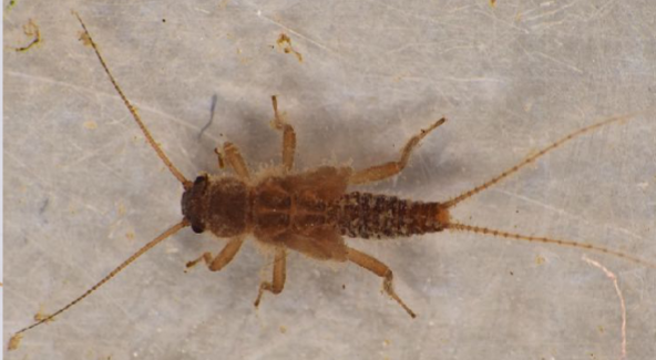<p>Short abdomen; legs, if extended backwards, legs would exceed end of abdomen</p>