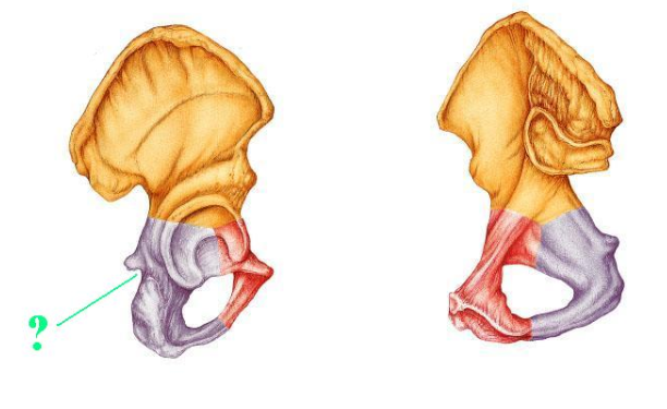 <p><span>Identify the indicated bone marking (opening)?</span></p>