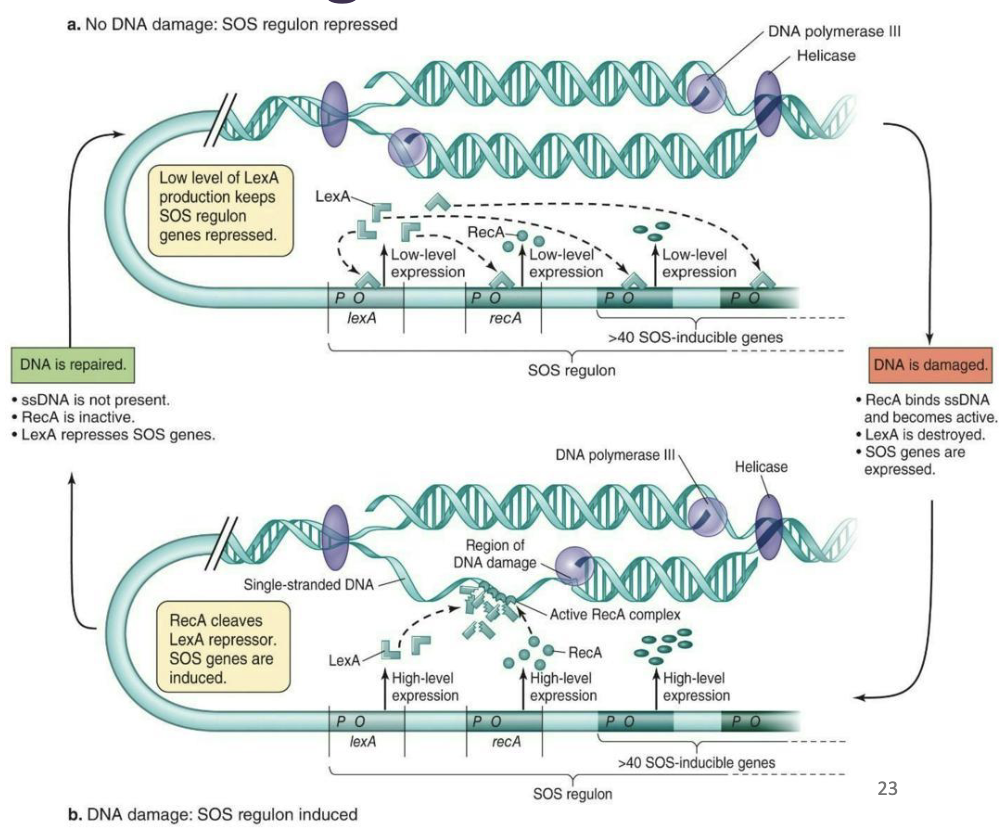 <p><strong>It senses ssDNA</strong></p><ul><li><p>The <strong><em>LexA</em></strong> repressor inhibits the expression of genes under SOS control</p></li><li><p>When DNA damage occurs, the <strong><em>RecA</em></strong> protein interacts with ssDNA produced by damage to DNA, causing it to mediate cleavage of the <strong><em>LexA</em></strong> repressor</p></li><li><p>This action results in relief of the SOS genes from repression, activating their expression</p></li></ul><p></p>