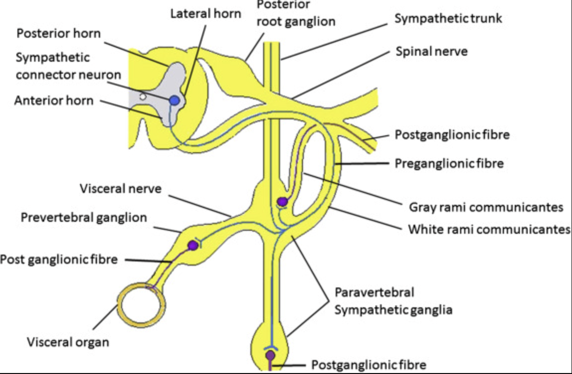 <p>PNS.</p><p>Sympathetic motor neuron cell bodies.</p>