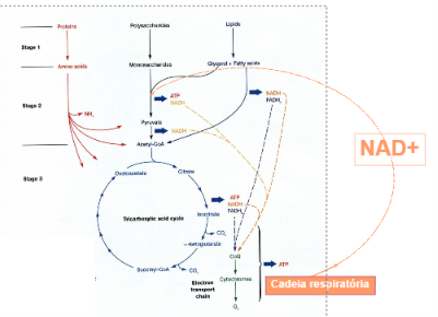 <p>processo de quebra de moléculas para gerar energia ATP</p><p>1- degradação extracelular com exoenzimas→ digestão de macromoléculas→ micromoléculas resultantes são transportados pra dentro</p><p>2- glicólise: glicose + NAD+→ 2 piruvatos + 2 ATP+2NADH + H+</p><p>3- ciclo de krebs e cadeia respiratória: oxidação do piruvato→ 34ATP+ 8NADH+ 2FADH</p><p>*cadeia respiratória cria o NAD+ que será usado na glicólise</p>