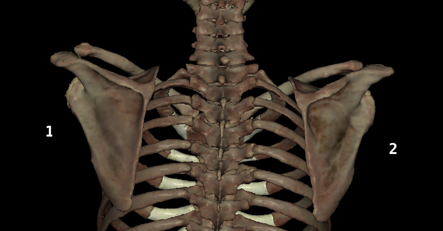 <p>Which is the right scapula?</p>