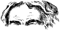 <p>trán</p>