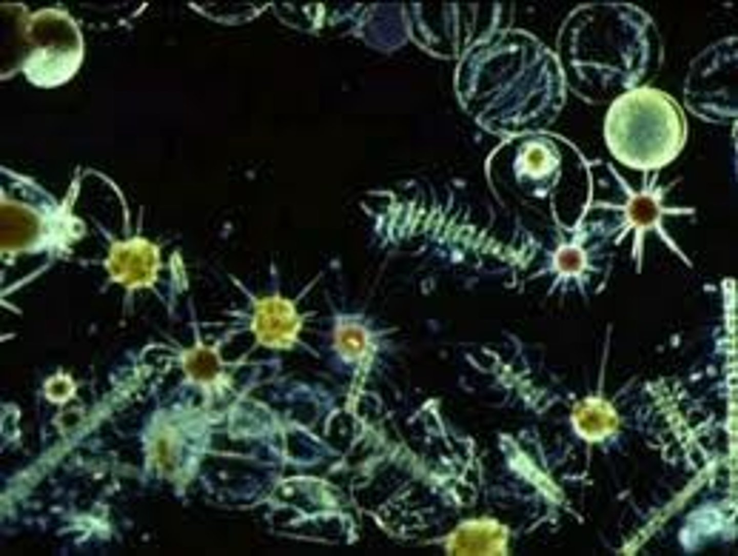 <p>single-celled algae, float near the water's surface; they are producers and provide most of the world's oxygen</p>